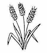 Wheat Drawing Clipart Plant Barley Symbols Cliparts Symbol Winter Head Clip Pages Christian Greek Bread Bakery Coloring Colouring Oats Life sketch template