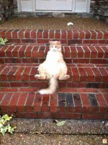 19 chill cats who are sitting like humans the dodo