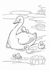Gans Ausmalbild Malvorlage Geese Goose Ausmalen Vorlagen sketch template
