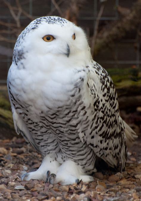 ranking    adorable species  owl theslicedpancom