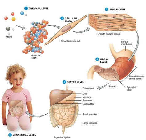 Cells Tissue Organ Organ System Ssds Science2014 5775