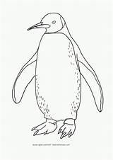 Pingouin Emperor Pinguin Manchot Tekenen Dieren Colouring Adelie Penguins Zoeken Colorier Quoet Schilderijen Coloringhome Insertion sketch template