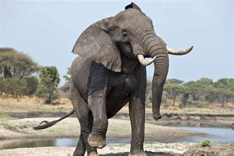 trained elephant kills vet while she takes photos at