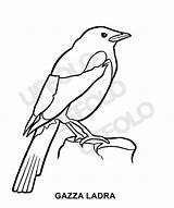 Uccelli Colorare Disegni Immagini Uffolo Volatili Gazza Specie Ladra Uccello Scegli Animale sketch template