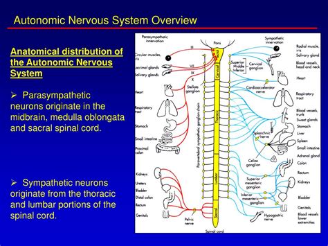 ppt introduction to the autonomic nervous system