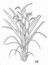 Plant Rice Sketch Plants Example Paintingvalley Field Flower sketch template