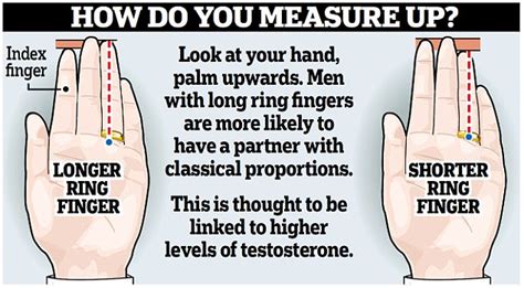 Length Of Men S Ring Finger Linked To Build Of Partner Daily Mail Online