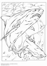 Coloring Shark Bull Pages Large Printable sketch template
