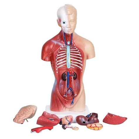 human torso body organ anatomy anatomical model medical science school