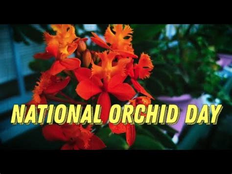 national orchid day april  activities    celebrate