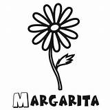 Margarita Ornamentales Margaritas Nombres Planta Ornamental Tortugas Tecolote Crmla Jardin Printablecolouringpages Guiainfantil Pita sketch template