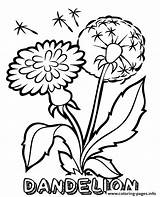 Dandelion Coloring Pages Flower Printable Month Flowers Child Military Kids Print Sheets Worksheet Colouring Campaign April Topcoloringpages sketch template