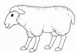 Sheep Colorare Pecore Schafe Disegni Owce Ovejas Kolorowanka Ovinos Preschool Kolorowanki Colorkid Capre Bambini Sorridente Sonrientes Carneiros Sorriso Moutons Malvorlagen sketch template