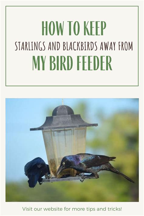 Getting Rid Of Blackbird Tips On Getting Rid Of Starlings
