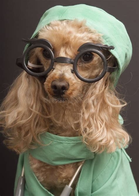 drdog stock photo image  humor canine medicine