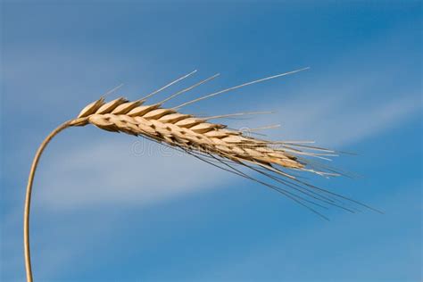 single wheat spikelet stock image image  flora rural