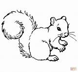 Coloring Squirrel Pages Grey Printable sketch template