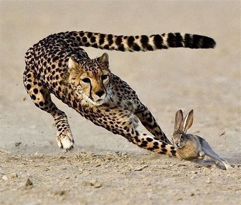 chasing cheetah  images wild animals pictures