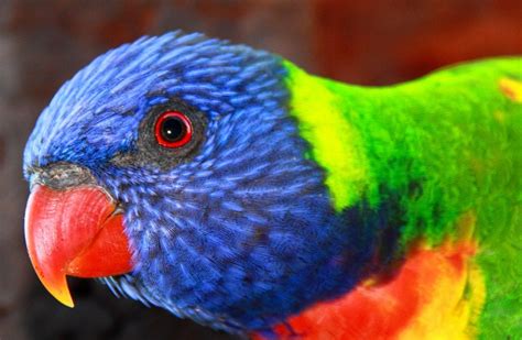 Rainbow Lorikeet Is One Of The Most Colourful Birds On Earth