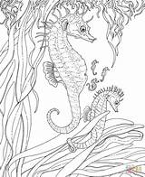 Coloring Seahorse Seepferdchen Seahorses Erwachsenes Junges Zeepaardje Meerjungfrau Ausmalbild Kleurplaat Ebooks Relation sketch template