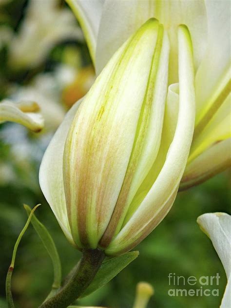 Budding Beauty Asiatic Hybrid Lily Photograph By Cindy Treger