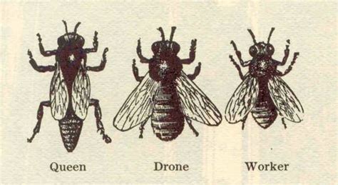 From Langstroth S Hive And The Honey Bee 1853 Wood Engravement