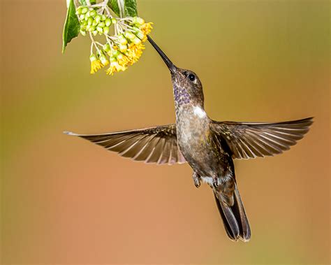 images branch wing explore beak hummingbird fauna vertebrate explored inflight