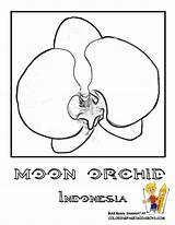 Coloring Indonesia Flower Orchid Kids Pages Flowers Moon Boys Designlooter Yescoloring 46kb 792px sketch template