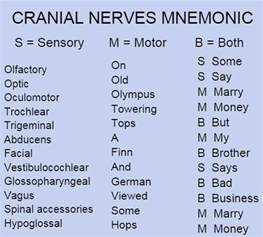 the 25 best cranial nerves mnemonic ideas on pinterest