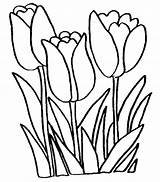 Coloring Tulip Pages sketch template