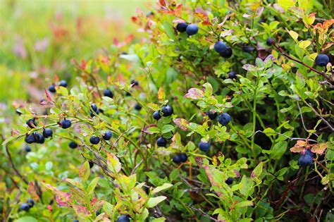 grow blueberries   backyard  plant guide