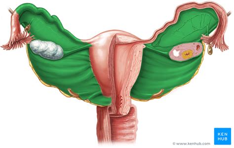 Ligaments Of The Uterus Function And Clinical Cases Kenhub