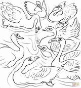 Duckling Ugly Coloring Pages Himself Flock Throw Swans Drawing Bowed Heads Young Before Their Old Supercoloring sketch template