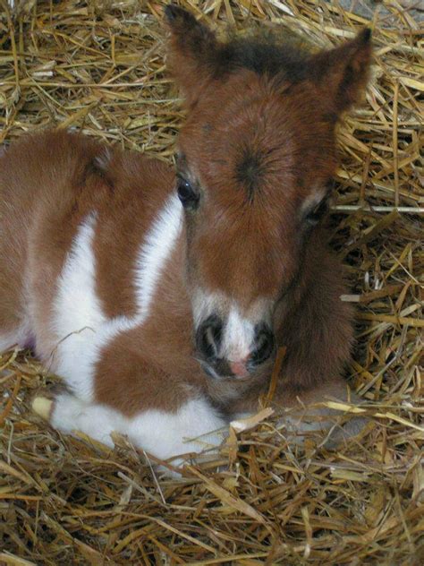 top  ideas  adorable ponies  pinterest  children baby
