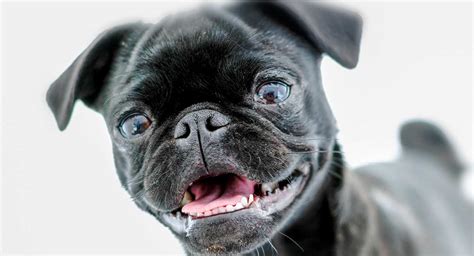 black pug fascinating facts  important information