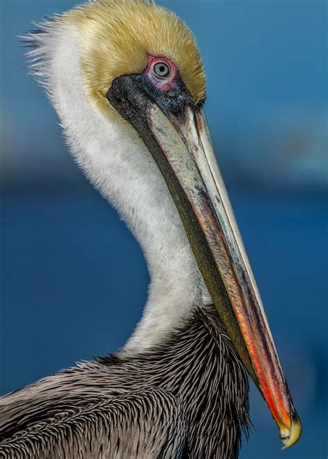brown pelican pictures   images  unsplash