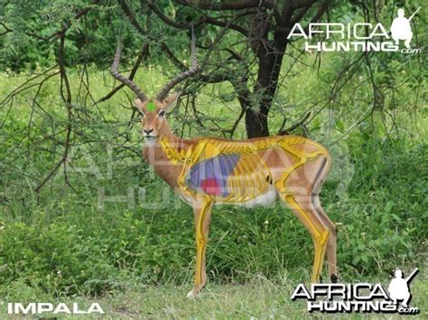 hunting impala shot placement  photo gallery