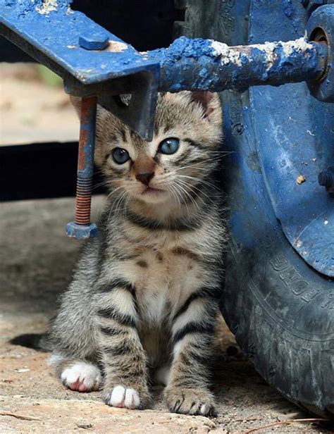 beautiful blue cute kitten image 457163 on