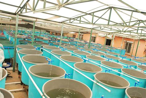 aquaculture profile agricultural marketing resource center