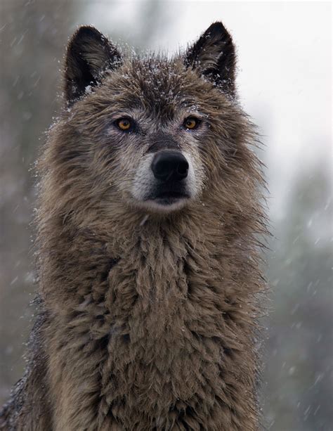 image dark gray wolfjpg wolves    wiki