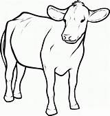 Print Vacas Krowa Boi Desenhar Kolorowanki Coloringbay Angus Dzieci Colouring Clarabelle Vaca sketch template