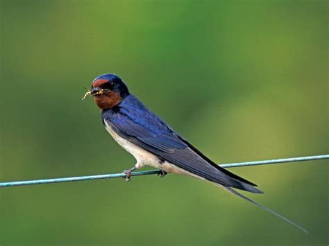 swallow nesting habits identification migration saga