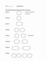 Meiosis Worksheet Stages Answers Steps Worksheeto Via sketch template