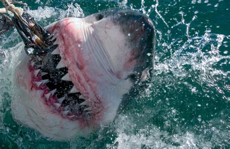 biggest great white shark  pictures show monster creature  mexico   tiny cage