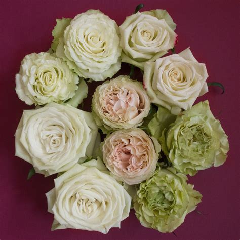 Popular Green Rose Varieties Rose Varieties Green Rose Rose