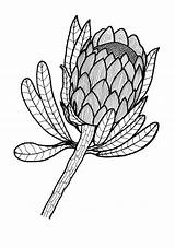 Coloring Protea Adult Flower Drawing Template Sugarbush Pages Drawings Sketch Flag Ad 92kb sketch template
