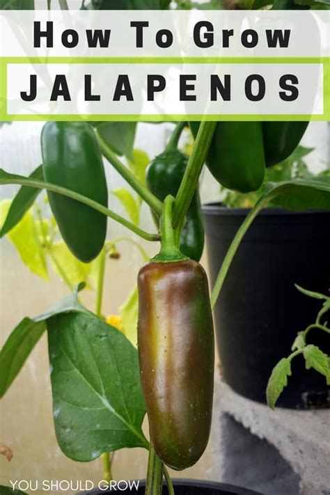 grow jalapenos preserve  harvest   grow