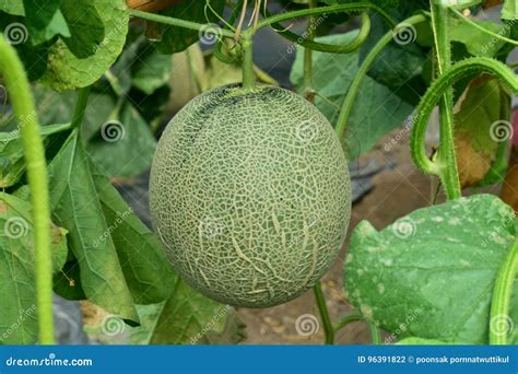 cantaloupe fresh melon  tree stock photo image  farm plant