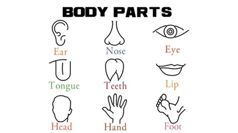 human body parts  kids ear nose eye tongue teeth lip