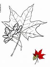 Maple Tree Coloring Pages Kids Printable Template Color sketch template